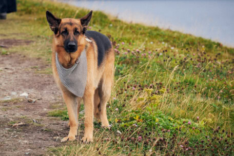 06_BetaFilm_Hudson_Rex_S02E06_copyright__Duncan_de_Young_for_Shaftesbury_and_Pope_Productions