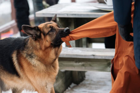 06_BetaFilm_Hudson_Rex_S02E16_copyright__Jessie_Brinkman_Evans_for_Shaftesbury_and_Pope_Productions