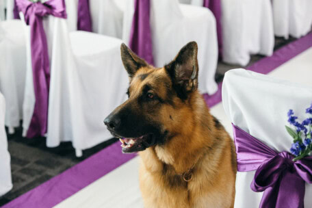 07_BetaFilm_Hudson_Rex_S02E03_copyright__Jessie_Brinkman_Evans_for_Shaftesbury_and_Pope_Productions