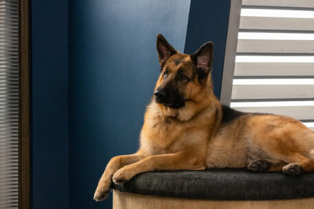 07_BetaFilm_Hudson_Rex_S02E12_copyright__Jessie_Brinkman_Evans_for_Shaftesbury_and_Pope_Productions